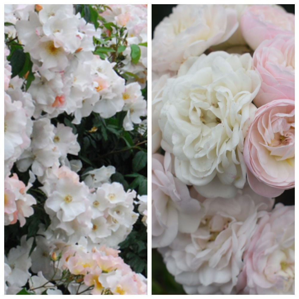 Салли Холмс и Буке Парфе, коллаж автора