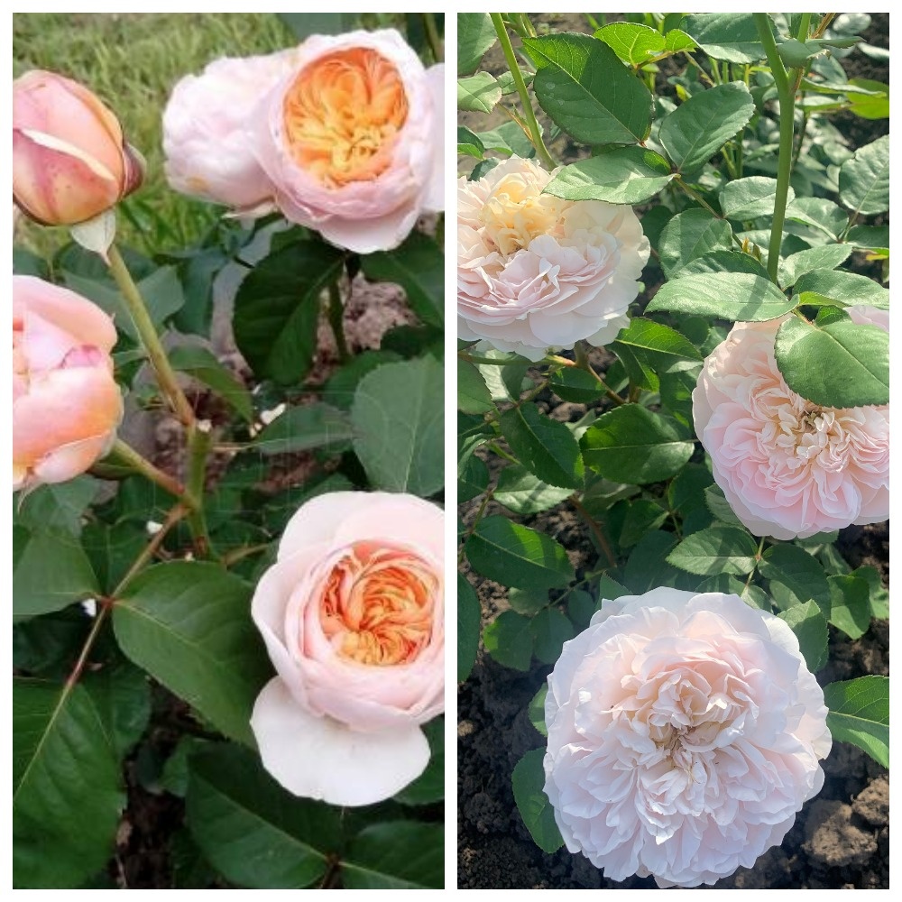 розы Джульетта и Эвелин. Коллаж автора.