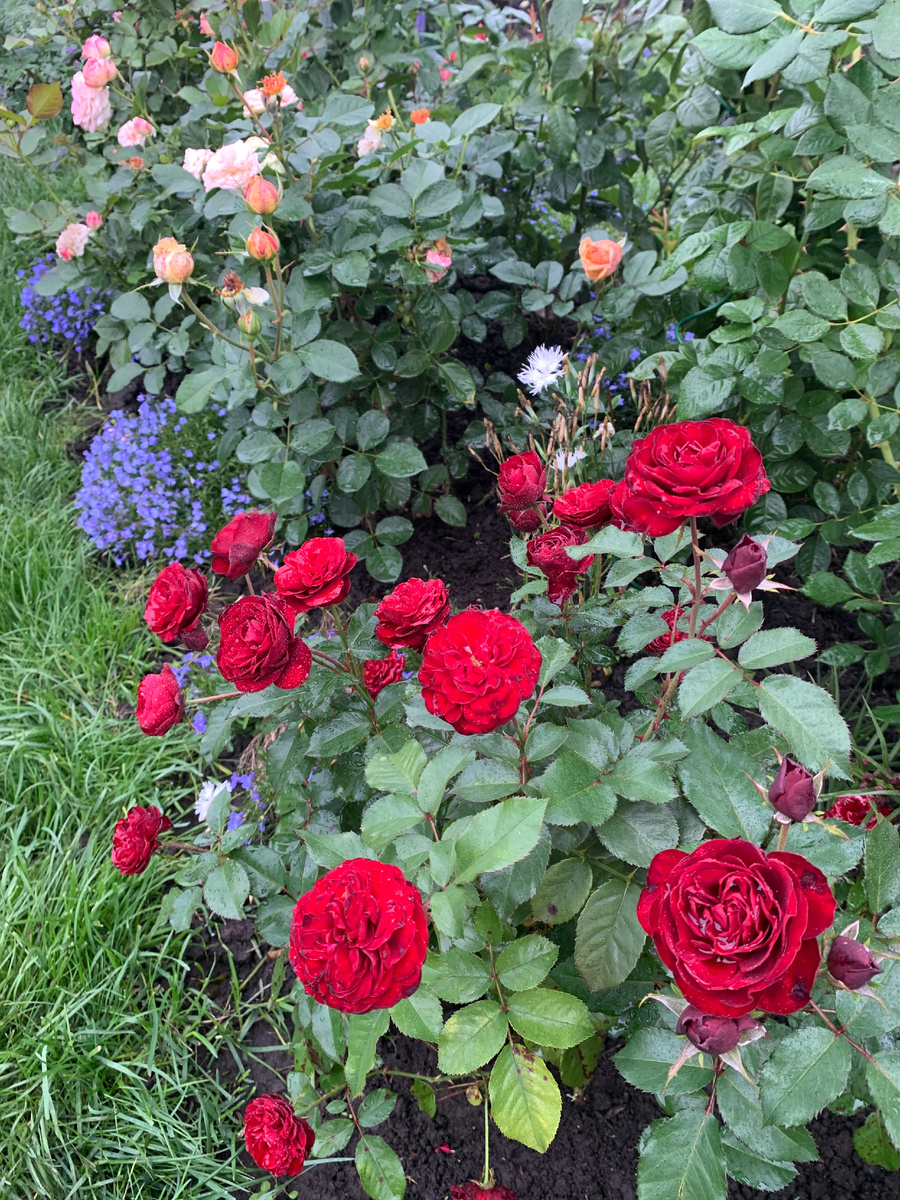 Розы в розарии