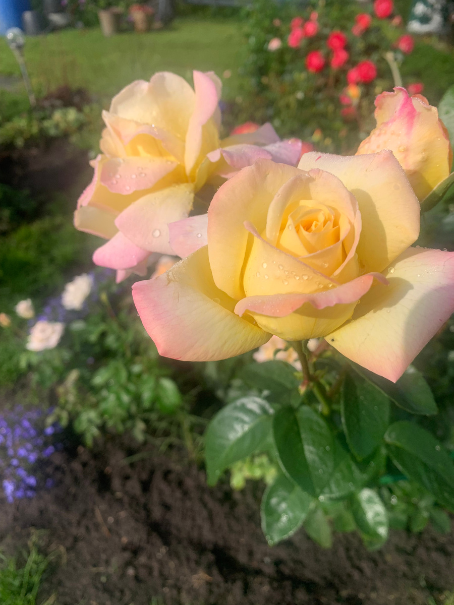 роза Глория Деи, все фото автора.