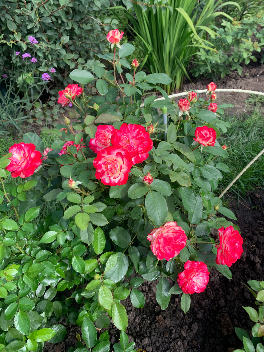 роза Юбилей принца Монако, фото автора