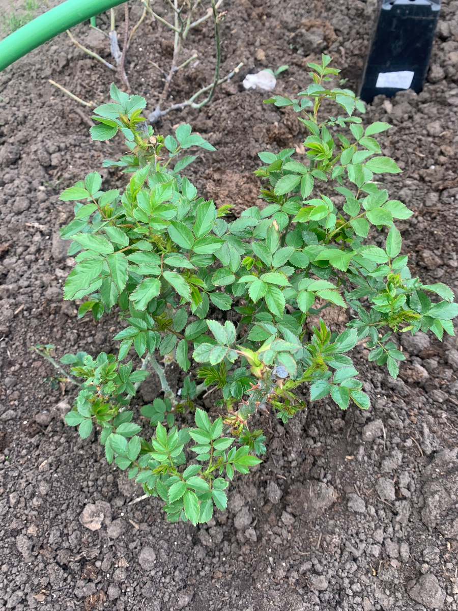 куст розы12 мая 2024 года, фото автора