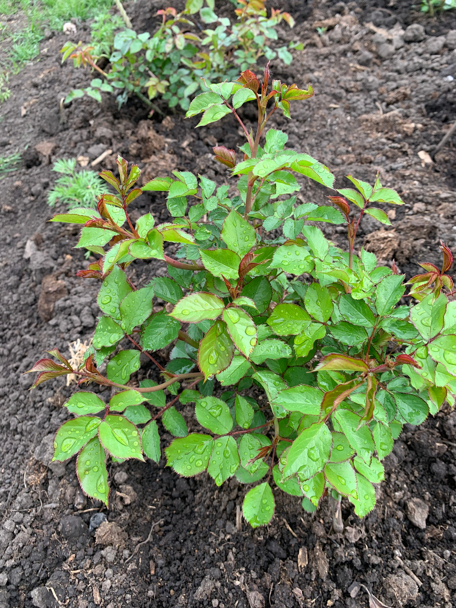 куст розы 19 мая 2024.