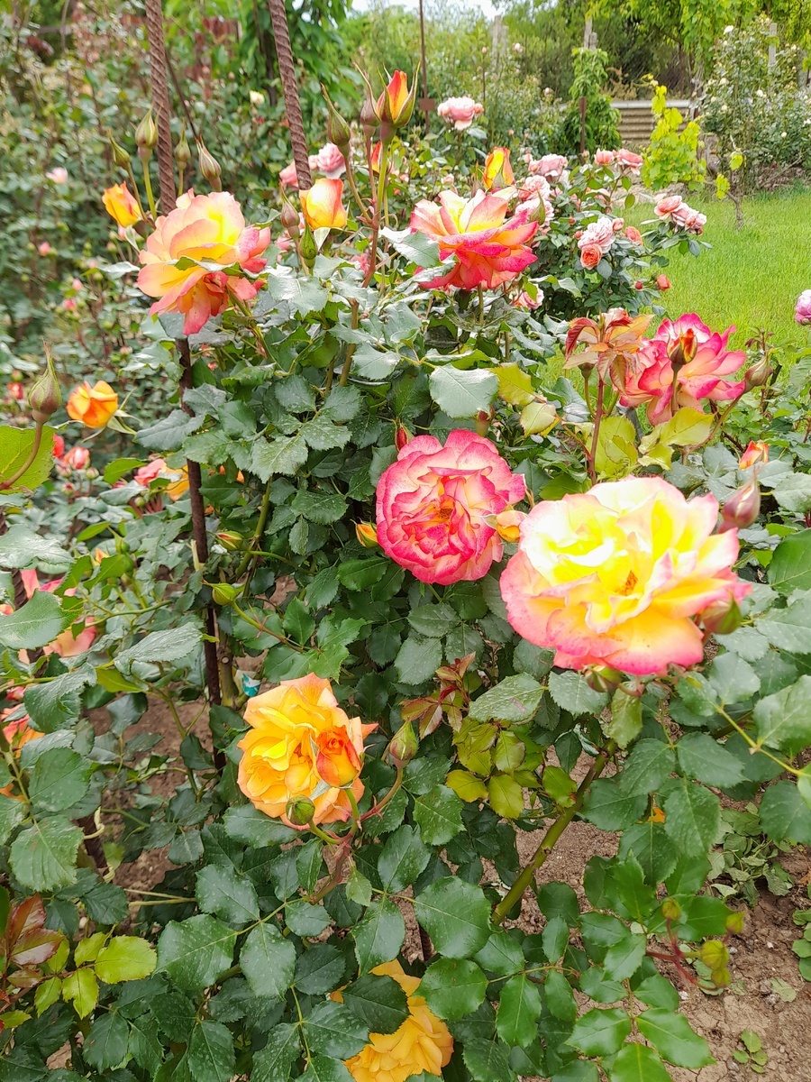 роза Сахара, фото Марии.