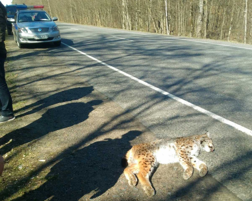 Снимок взят из интернета