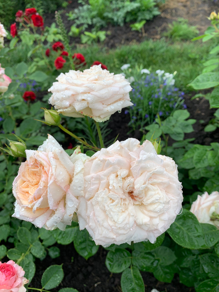 роза Мадам Анизет, все фото автора