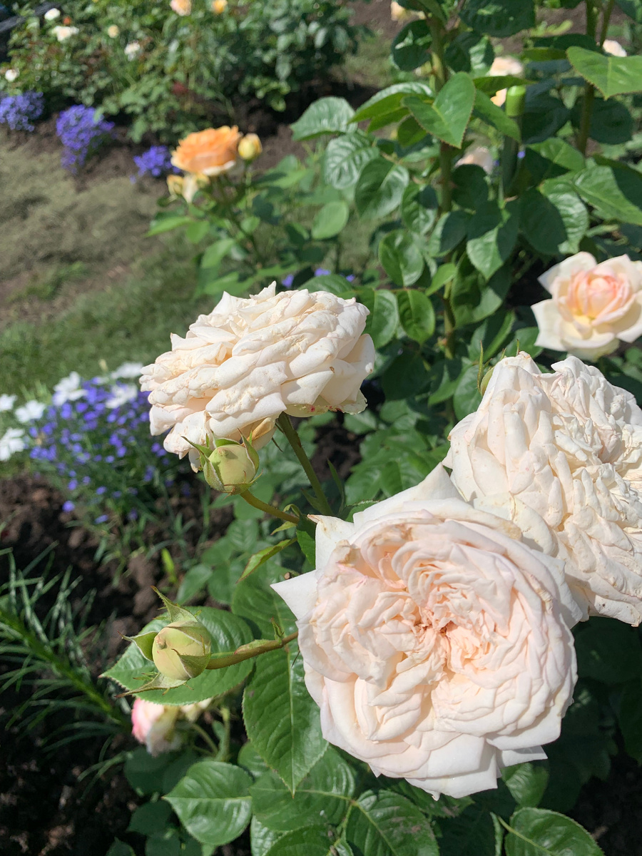 роза Мадам Анизет