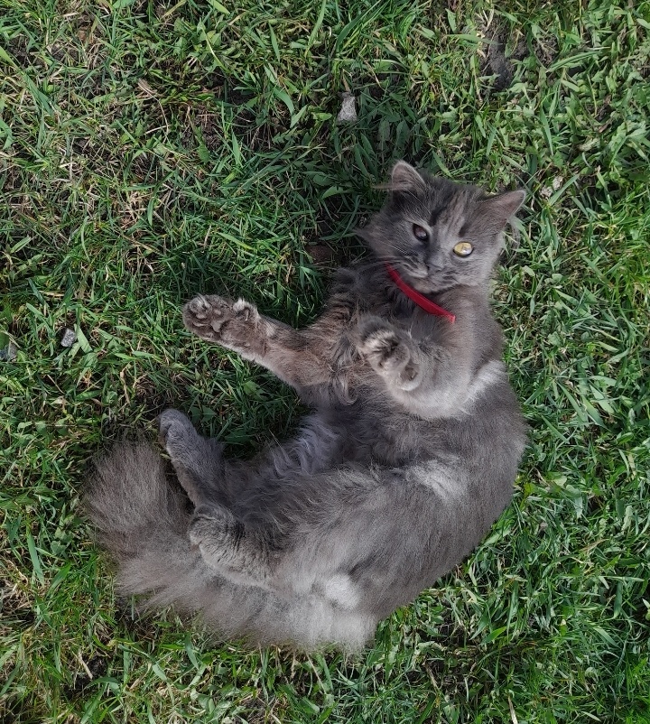 Никочка ( Никукуся наша )