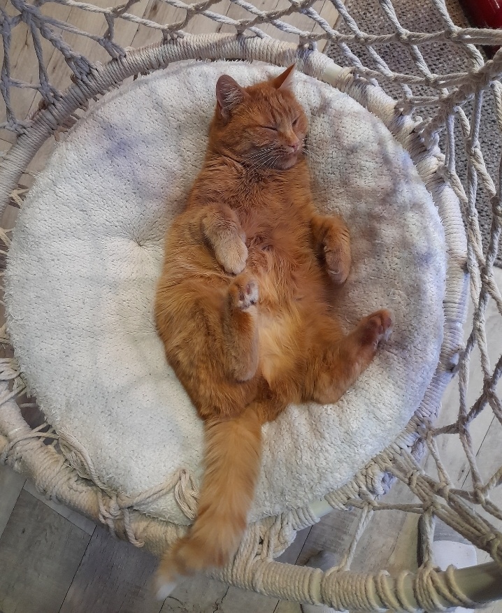 Симба ( чисто рыжая кошечка ).