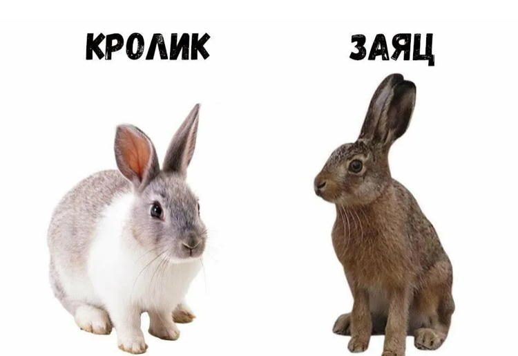 Заяц — не трус. А кролик — не одомашненный заяц. И другие мифы про них