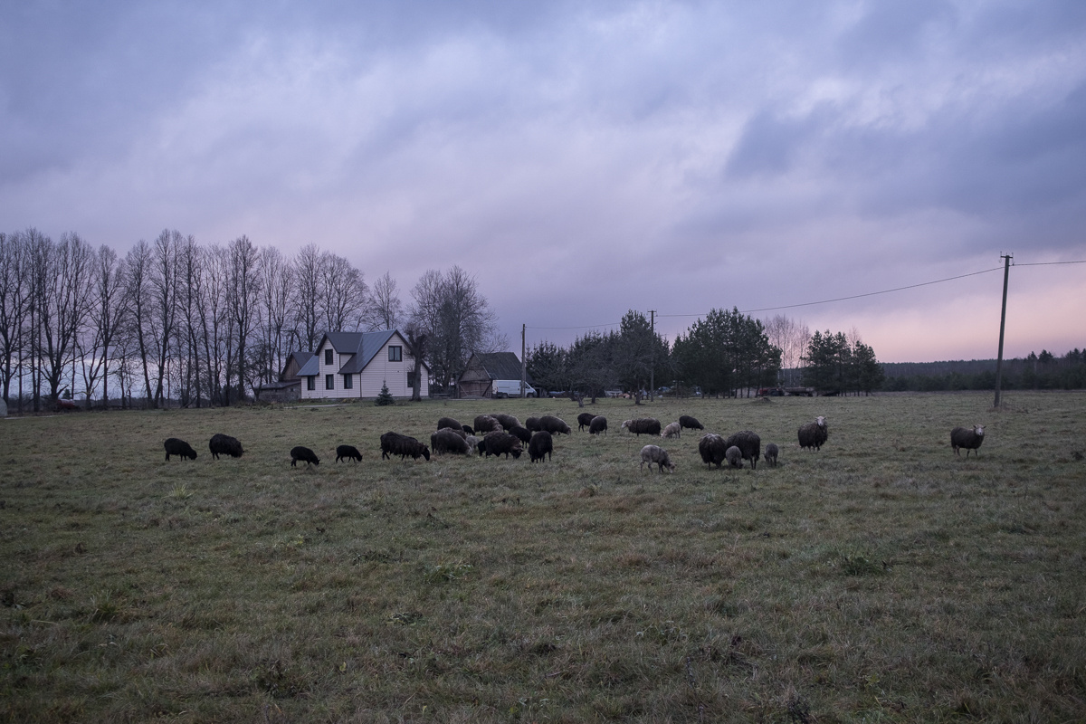 Частное фермерское хозяйство в деревне Паниковичи
Фото: Наташа Лозинская