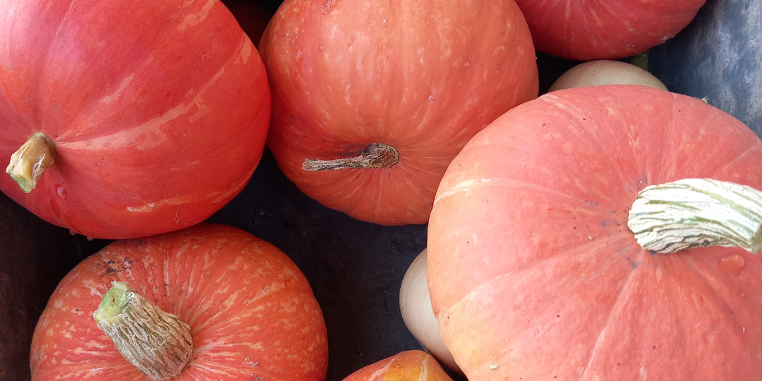 Лучшее фосфорно-калийное удобрение на все лето. Многие его знают, но не умеют применять. Называем все ошибки