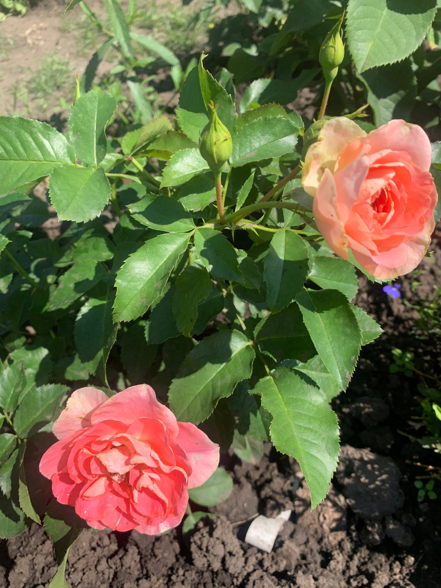 роза Джет Сэт, все фото автора