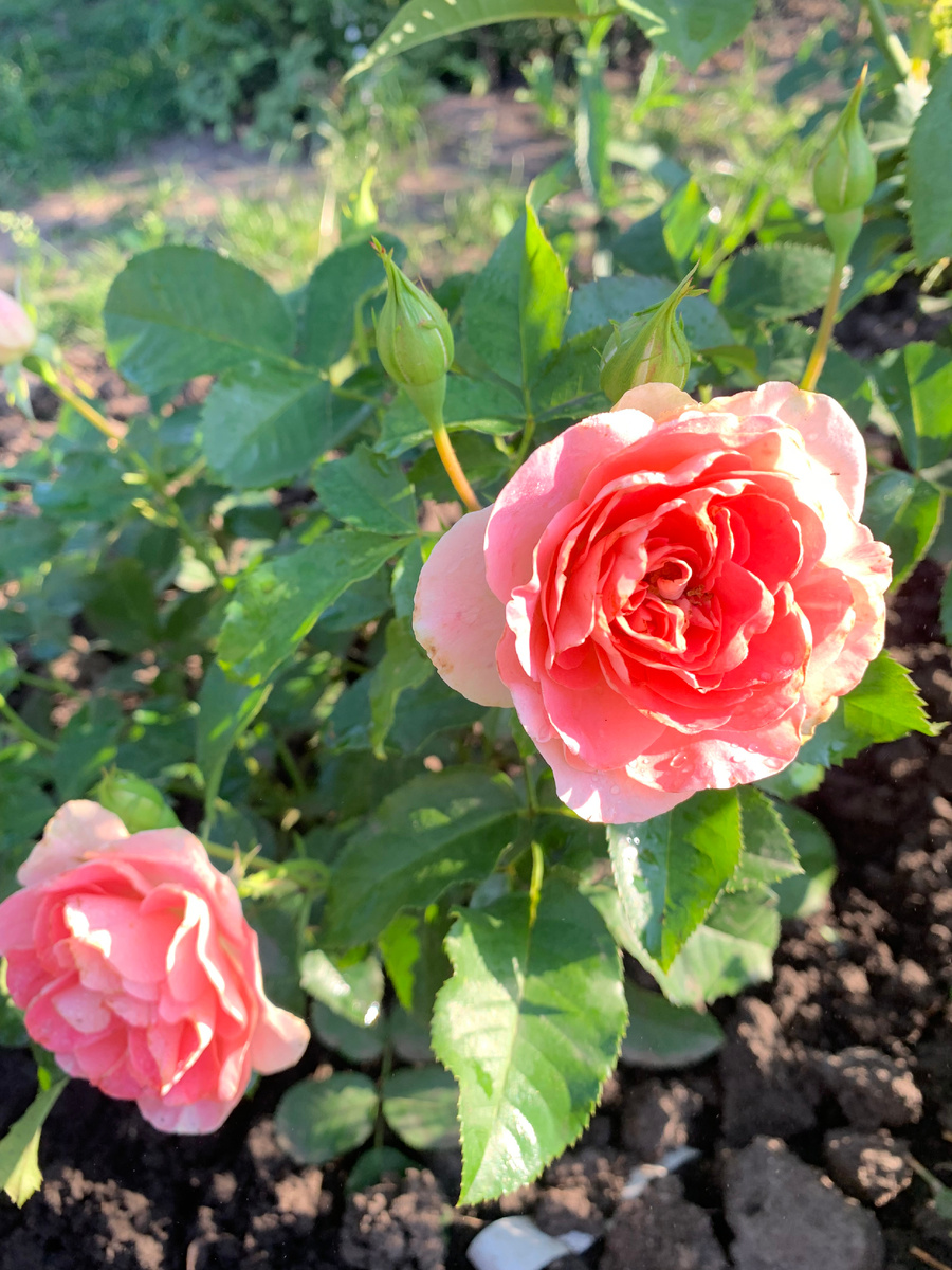 28.07. 24.Роза флорибунда Джет Сэт, 