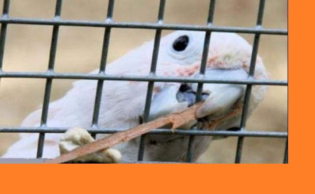 Попугай фигаро