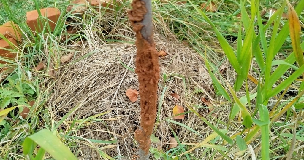 Что делать, если лопнула кора на дереве