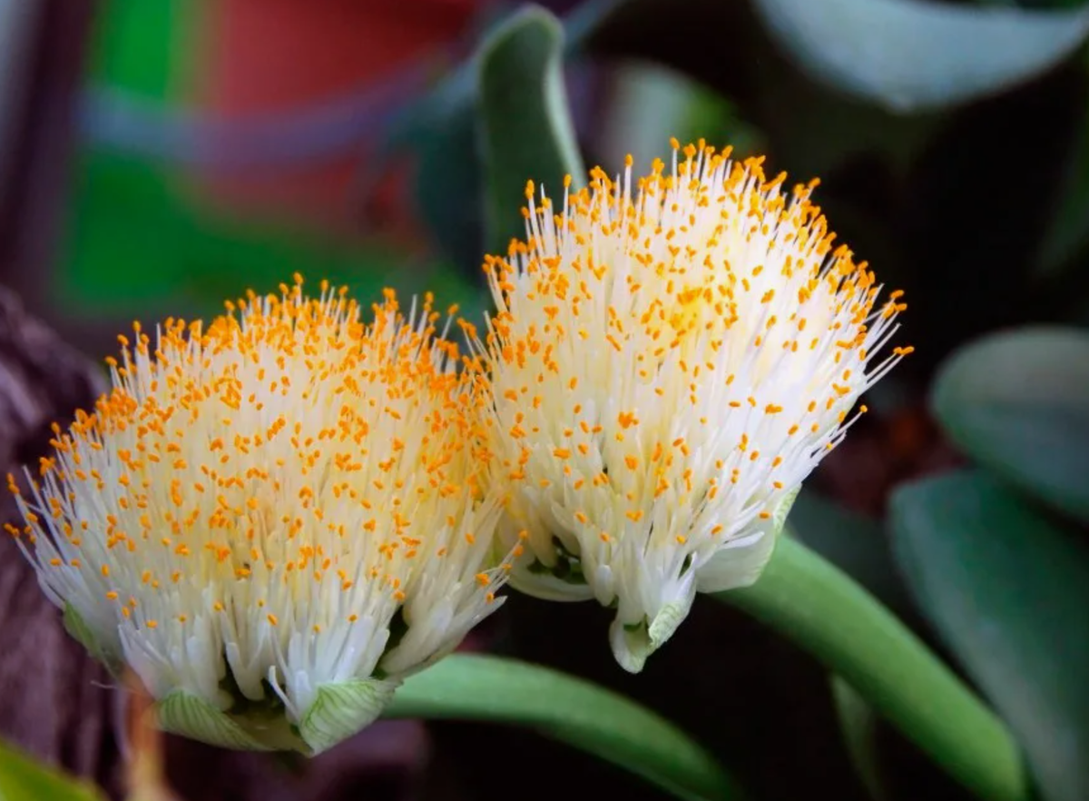 Источник фото: rastenievod.com