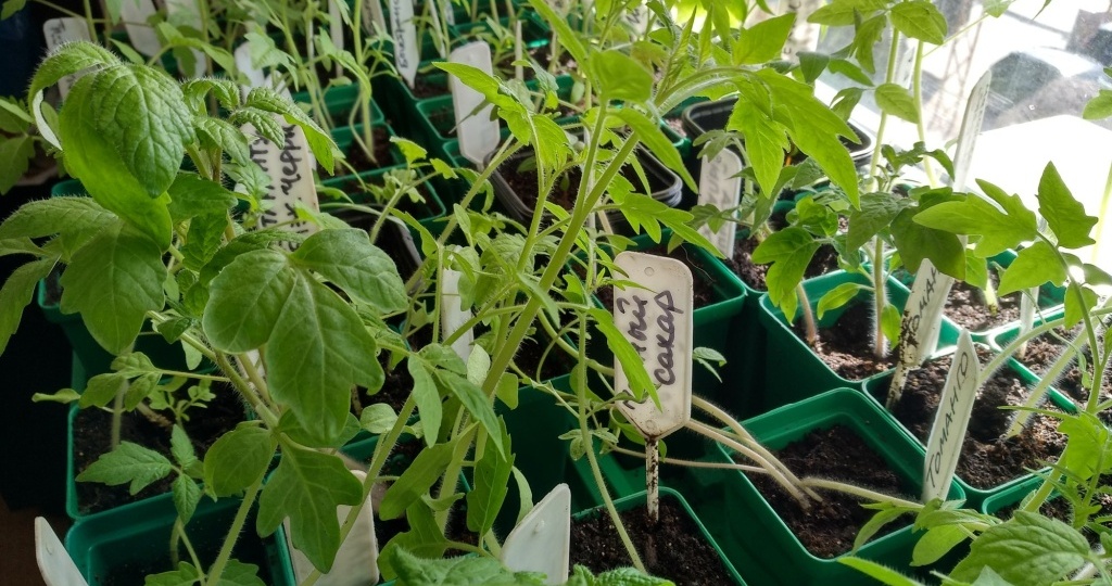 20 ошибок при выращивании томатов