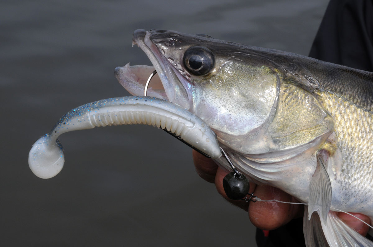 Как лучше всего ловить судака резиновой рыбкой?
Прежде всего, для ловли судака лучшим выбором являются резиновые рыбки . В течение дня они проводят большую часть времени на дне, и потенциальные места можно эффективно ловить с помощью мягких пластиковых наживок на джиг-головке. Однако ночью воблеры обычно являются лучшим выбором. Затем их следует направлять вблизи береговых участков, таких как каменные насыпи или равнинные участки берегов. Судака также можно ловить блесной – а бычки – отличный источник пищи для судака!Тонкая резиновая рыбка идеально вписывается в рисунок добычи судака. Фото: БЛИНКЕР/С. ТорговецКоряг часто не избежать при ловле судака. В этой видеостатье мы покажем вам, как их снова освободить !
