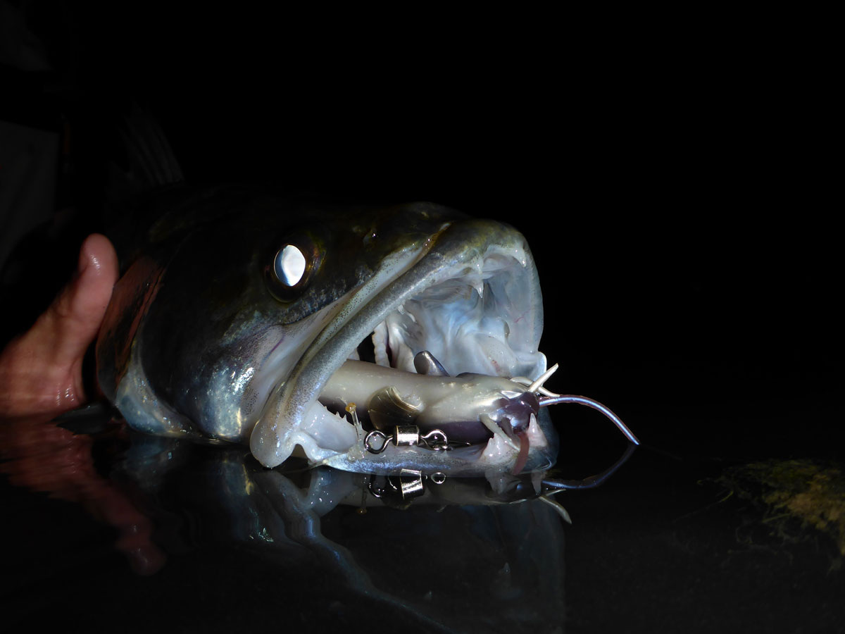 В условиях прозрачной воды судака можно отлично ловить и ночью