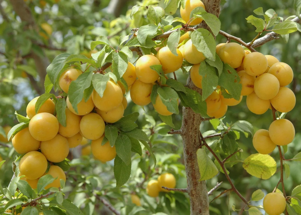 Источник фото: darsad.ru