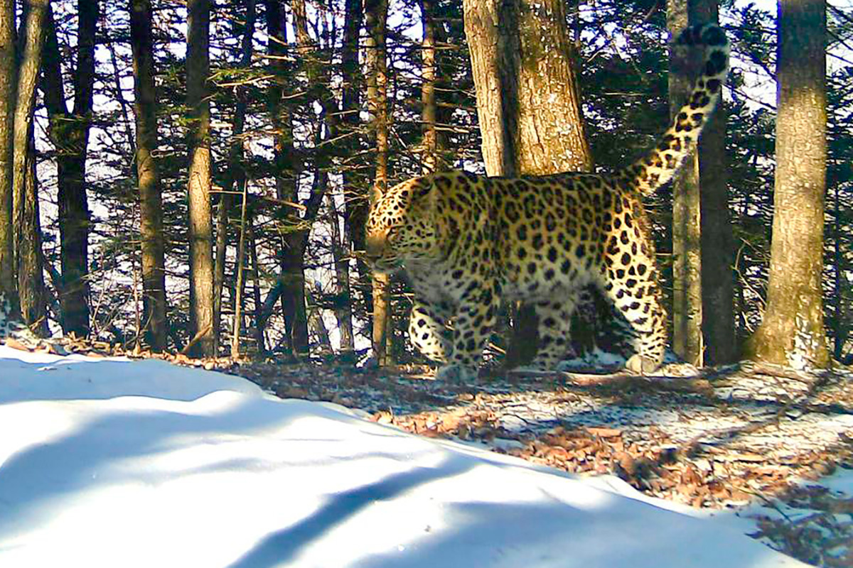 amurleo_land / Telegram📷Дальневосточный леопард