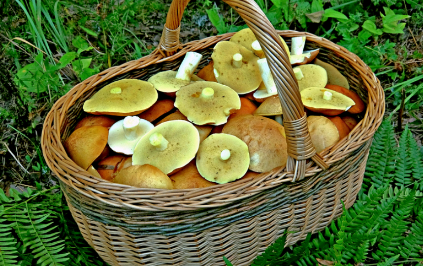 Раз маслёнок, два маслёнок, три маслёнок... Да, сколько же их?