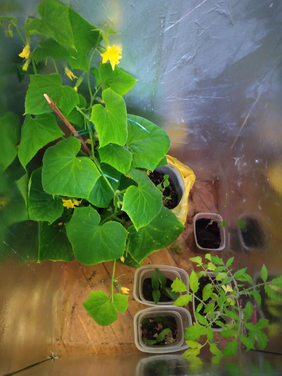 Гроубокс-закрытый ящик, армированный пищевой фольгой для лучшего потребления фотонов растениями. Сверху -крышка со светильниками съёмная, тоже армирована. Корпус из фанеры, всё-самоделка.