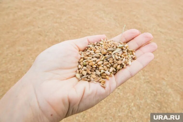 Экспорт зерновых и масличных культур вырос на 24%. Фото: Екатерина Сычкова © URA.RU