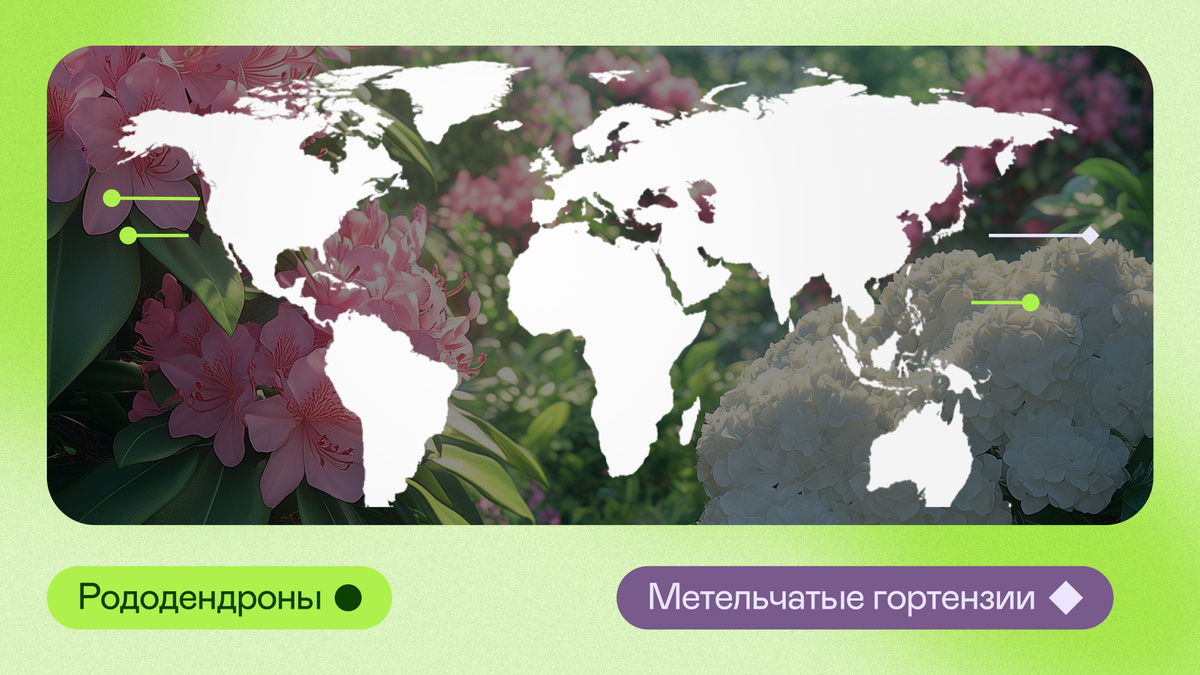 Рододендроны и гортензии: сравнение