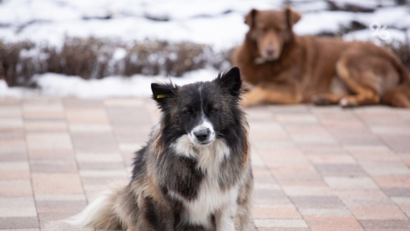      Фото: ИА «Победа26»