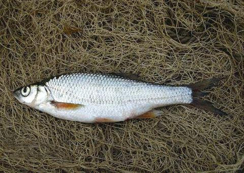 Всё по старому образцу 