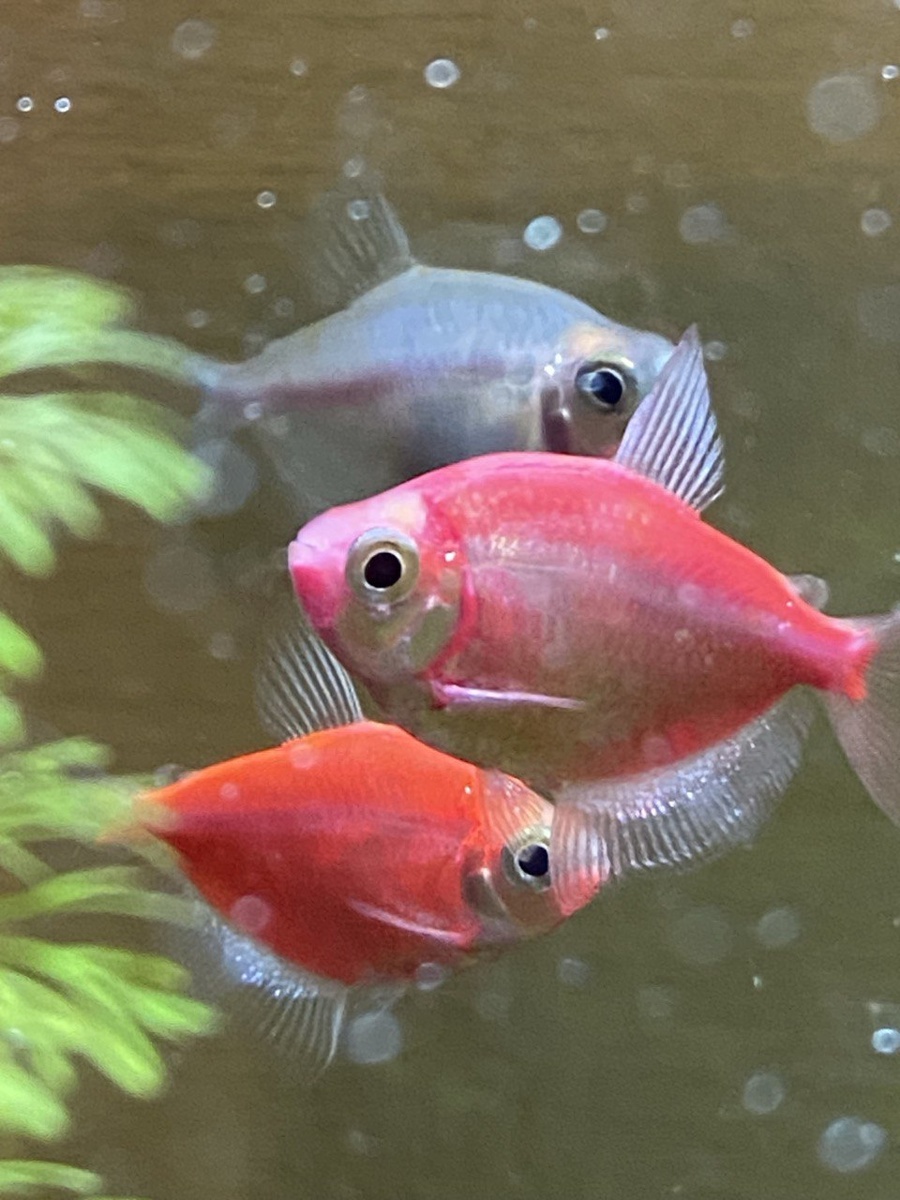 Рыбки-болтушки