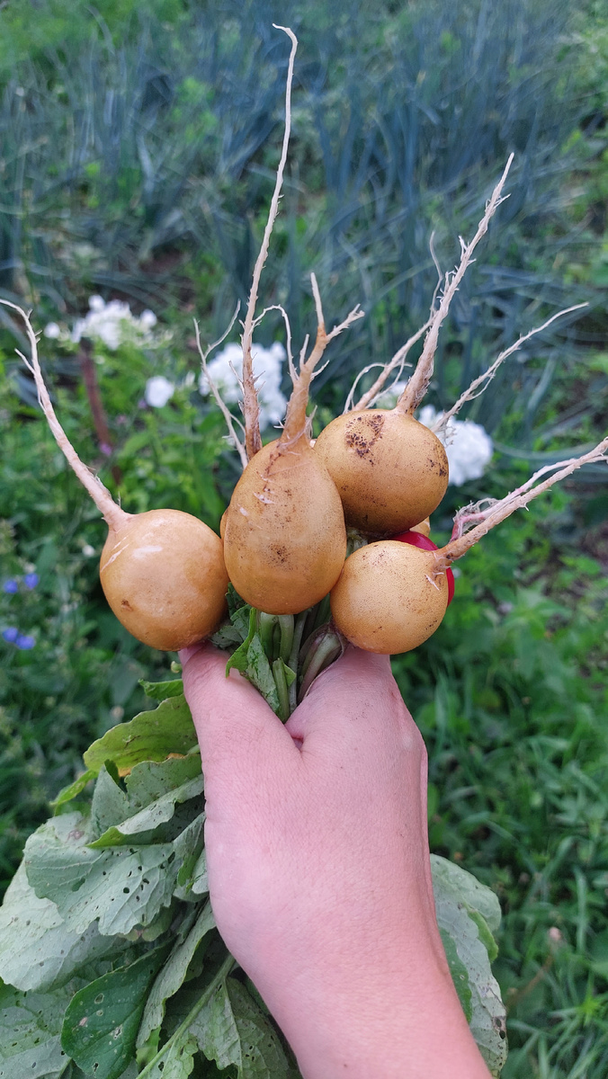 Редис Злата