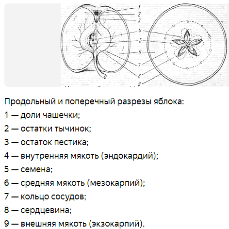 Фото с сайта: https://yandex.ru/q/question/prodolnyi_i_poperechnyi_razrez_iabloka_c729ee56/