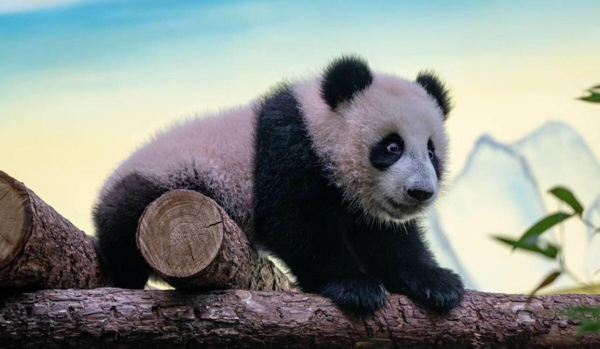     Катюша. Источник: t.me/svetlanaakulova1 Автор фото: Светлана Акулова