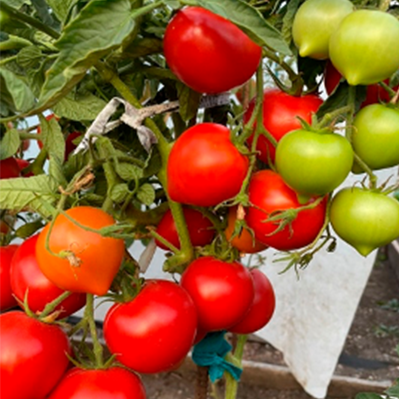 Сорт томатов Сердцеедка