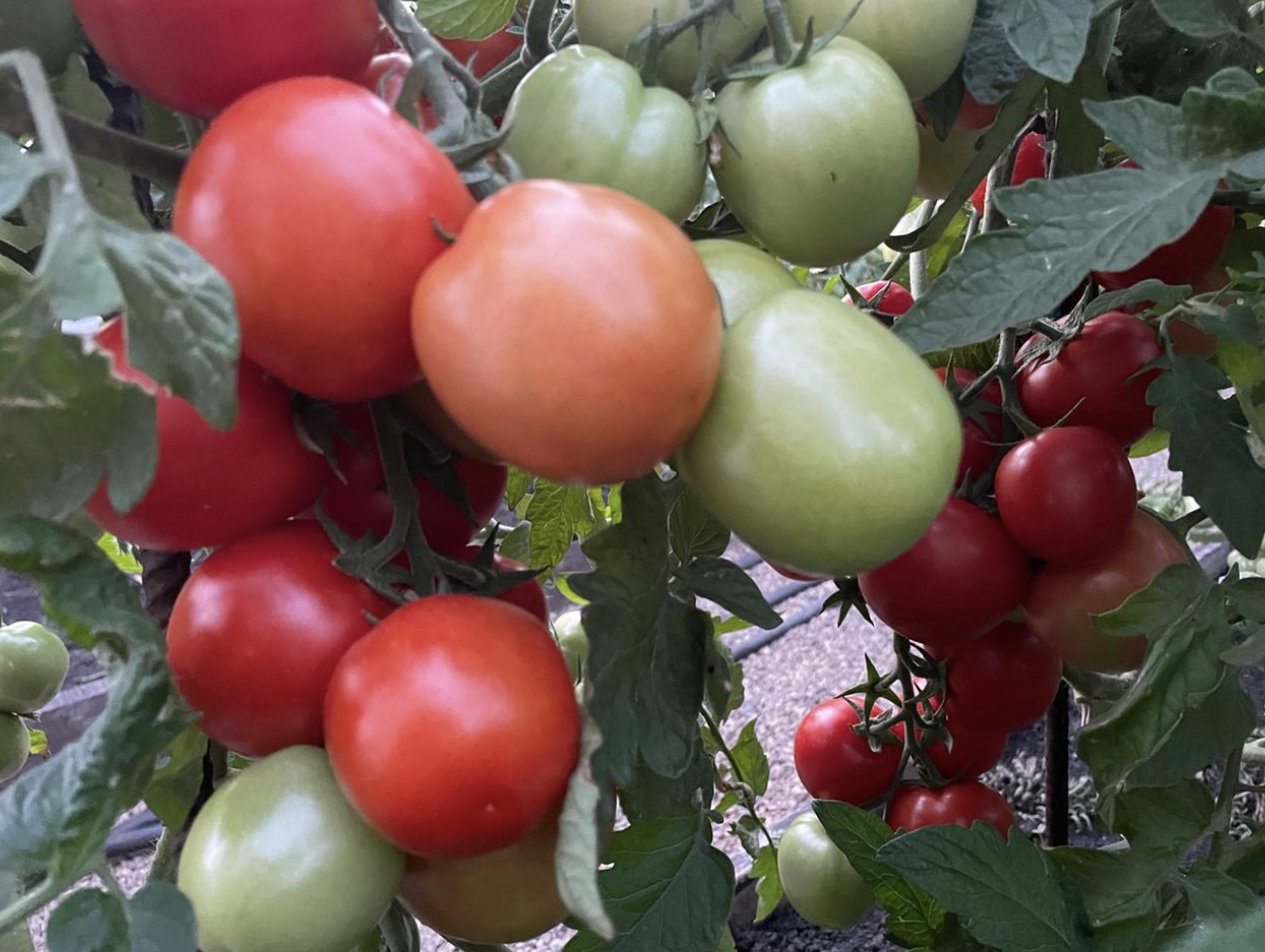 Сорт томатов Санька