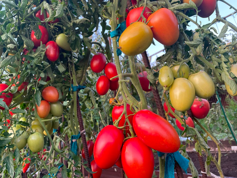 Идеальные сорта томатов для засола и не только!