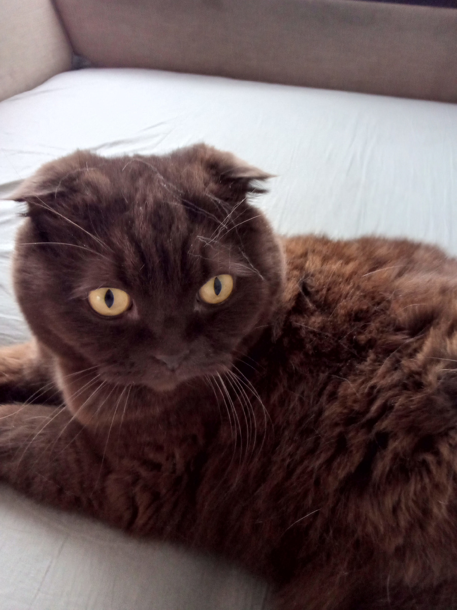 Наш шоколадный.