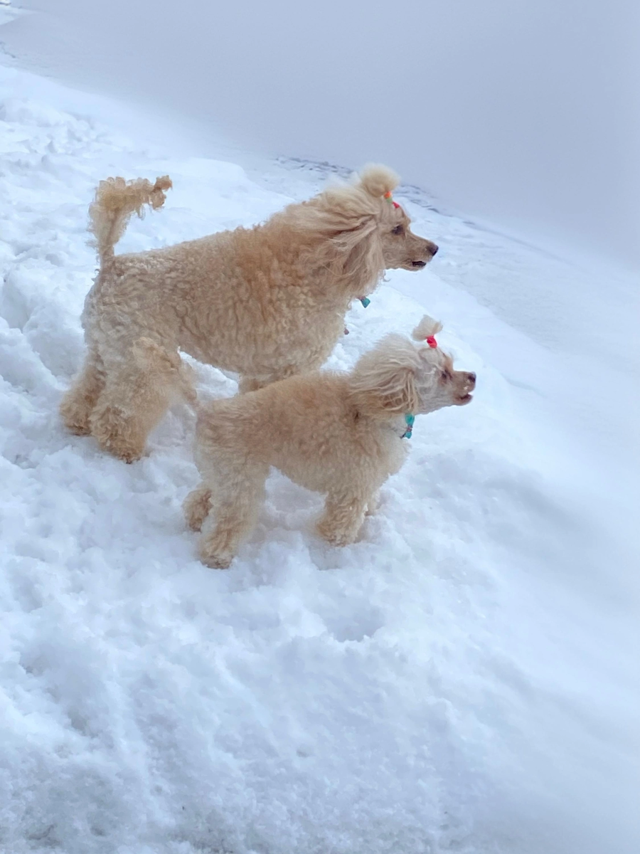 Мои абсолютно настоящие и вполне себе французские ( родиной породы принято считать именно Францию) пудели. Фото из личного архива автора.