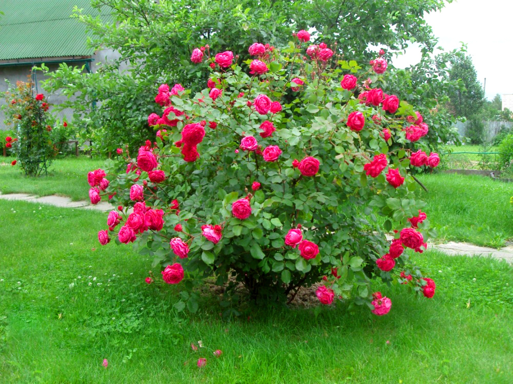 Фото из свободных источников.