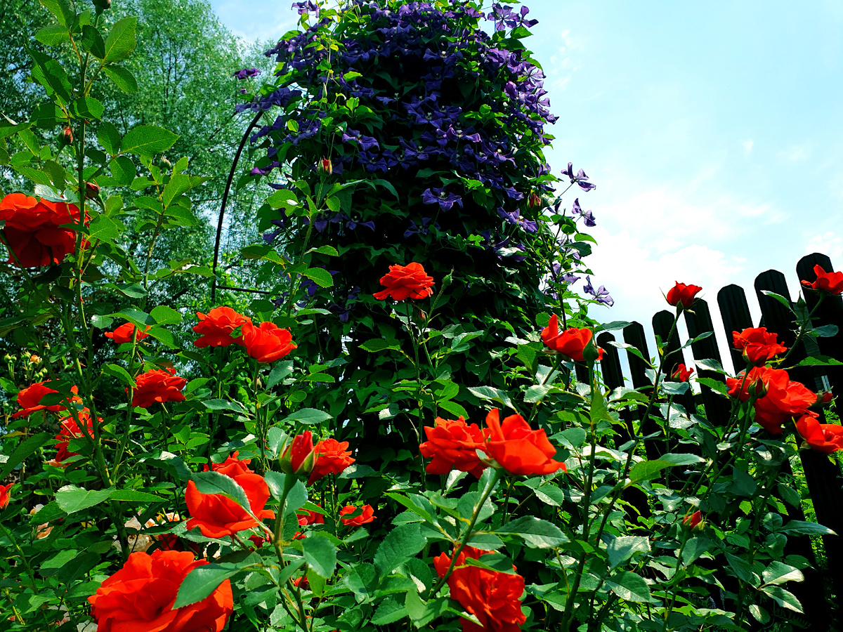 Куст розы в моём саду.