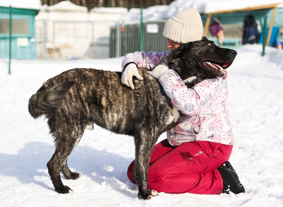 Вы просто обязаны приехать и познакомиться с нашим добрым великаном Зевсом! Ему почти 3 года, но он супер умный пес! 8 926 330-35-51 Наталья