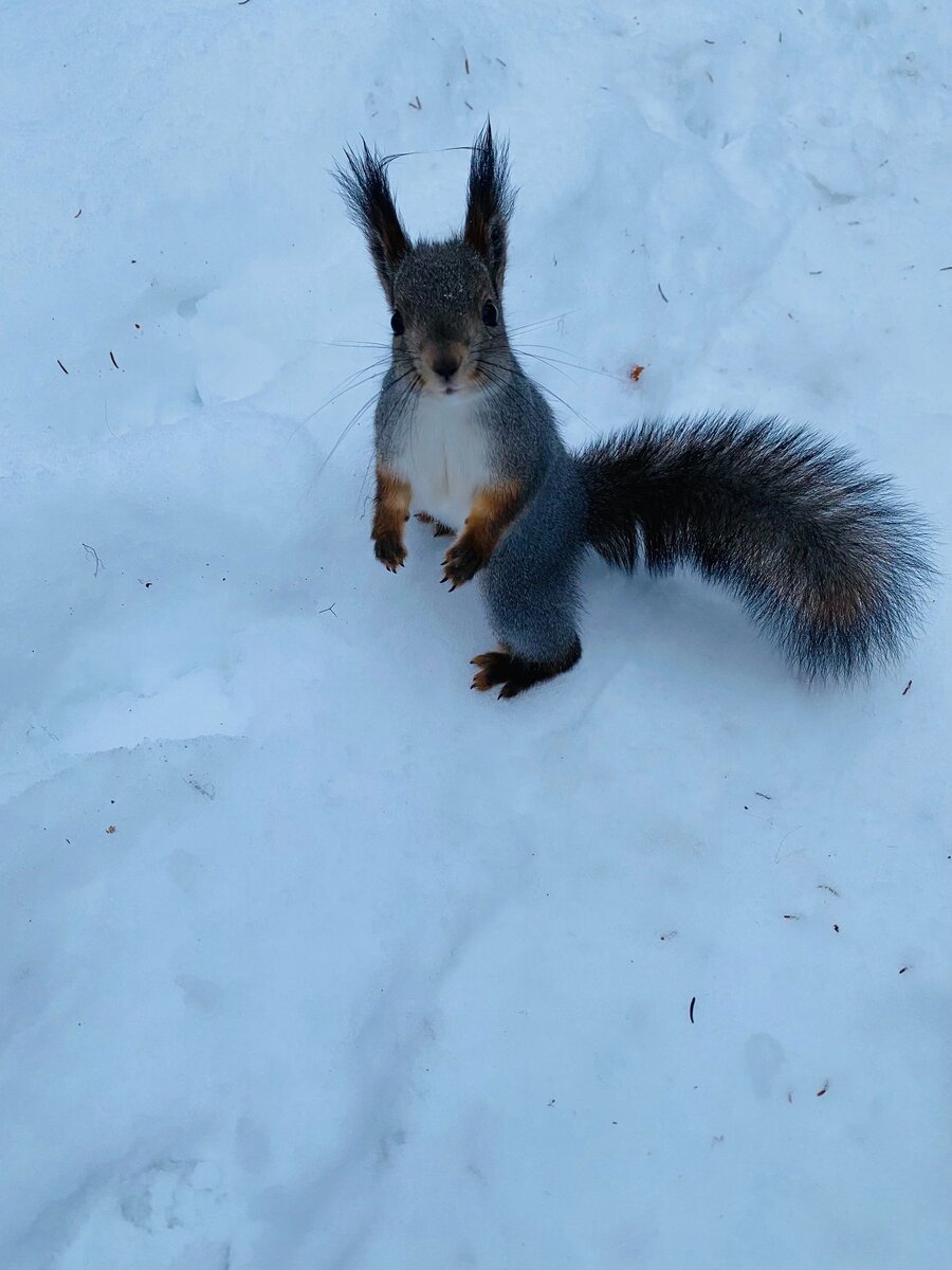 Наши белочки