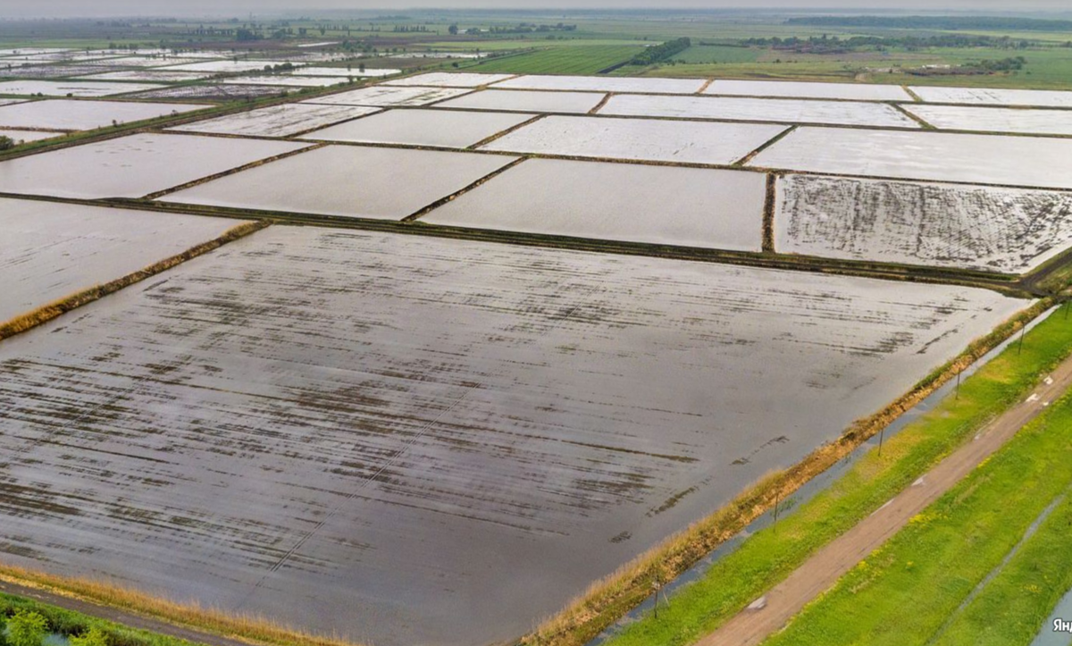 Рисовая система, фото яндекс карты.