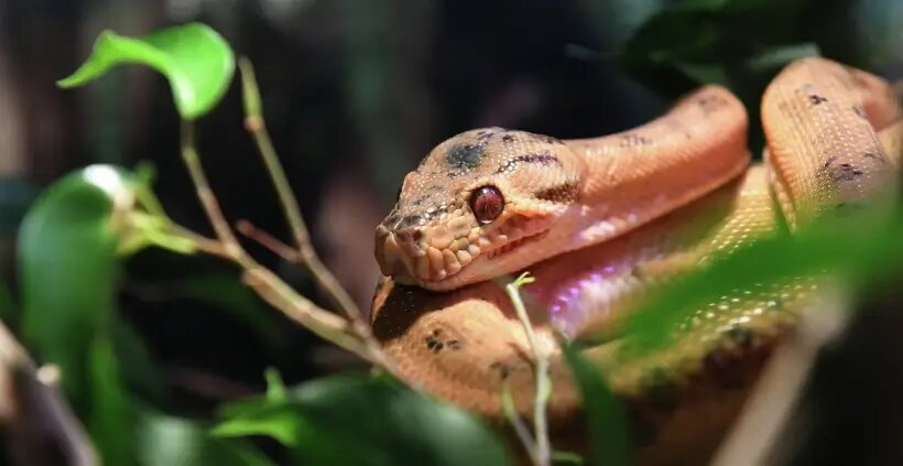  Китайцы почитают Змею, прежде всего, за мудрость и доброжелательность   © РИА Новости. Илья Наймушин