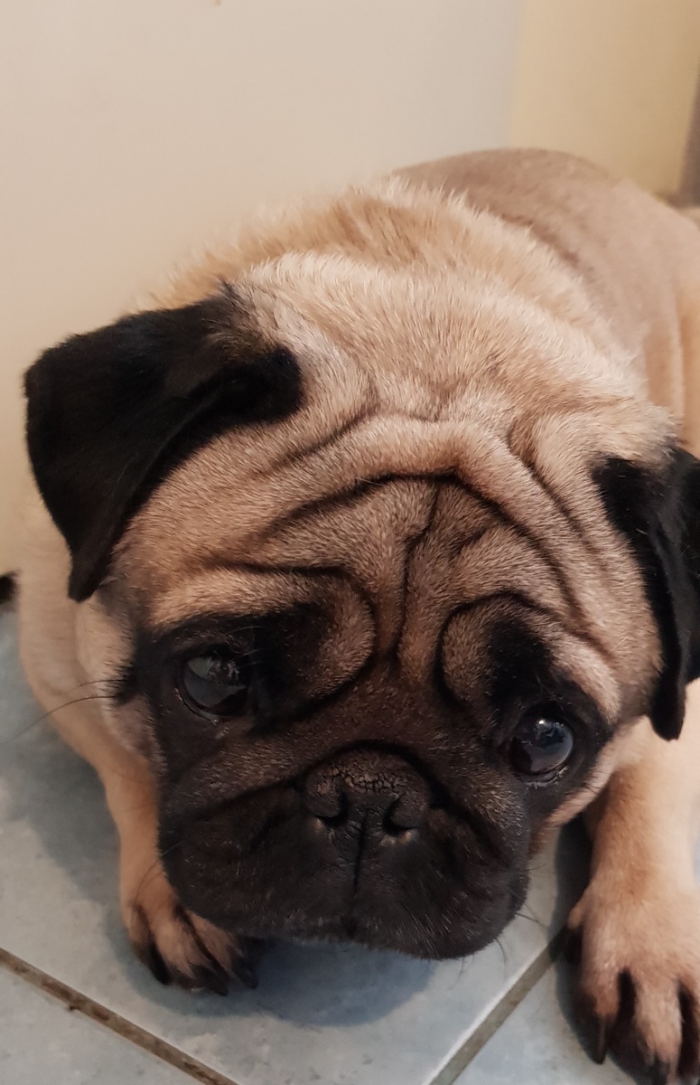 Всегда в ожидании еды