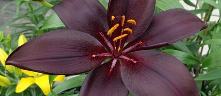    Модную морозостойкую лилию посоветовали эксперты для посадки в 2025 году