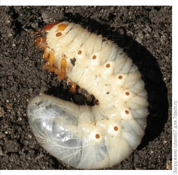 Вот так выглядит личинка бронзовки